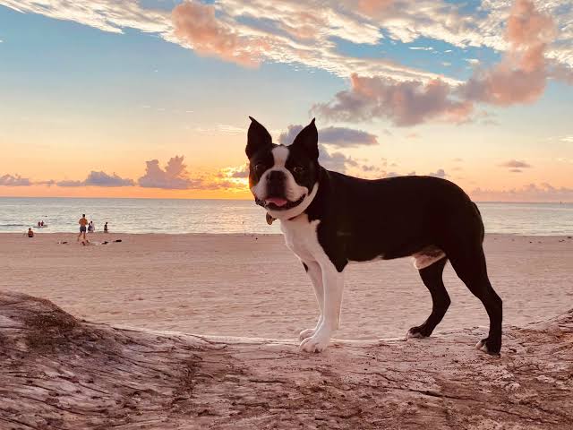 Boston Terrier at the beach