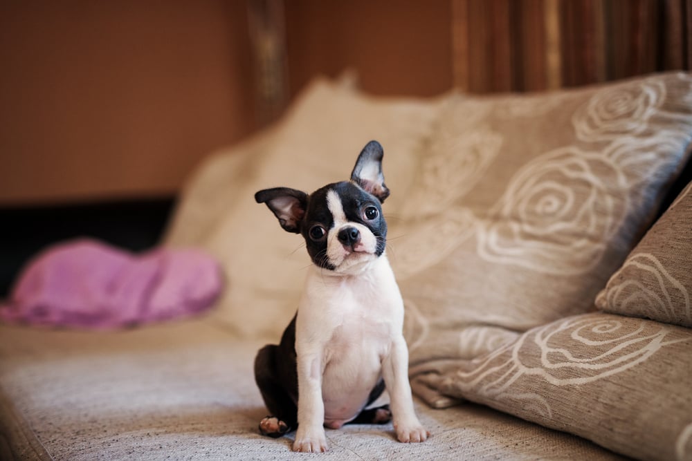 Boston Terrier puppy