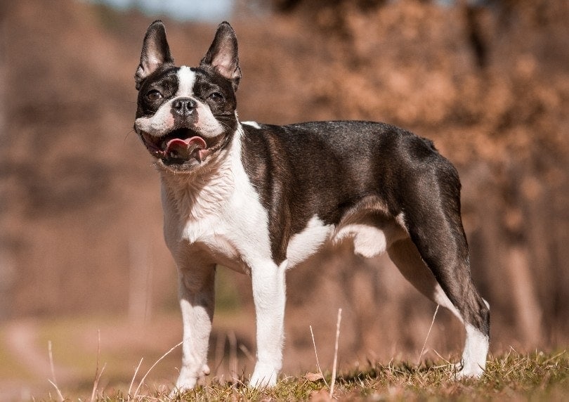 Happy Boston Terrier