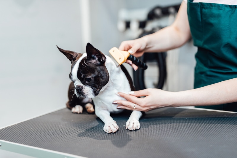 Boston Terrier grooming