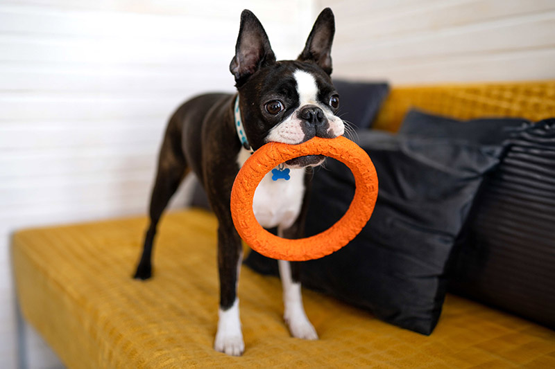 Boston Terrier playing