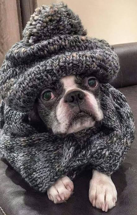 Boston Terrier in winter clothes