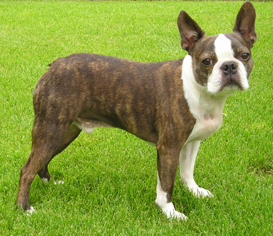 Brindle Boston Terrier standing outside