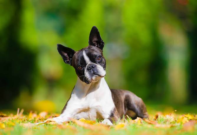 Boston Terrier listening attentively