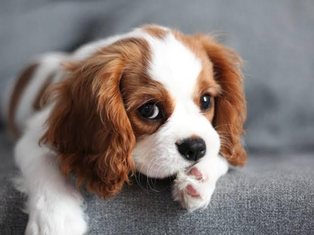 Another Cavalier King Charles Spaniel on log profile
