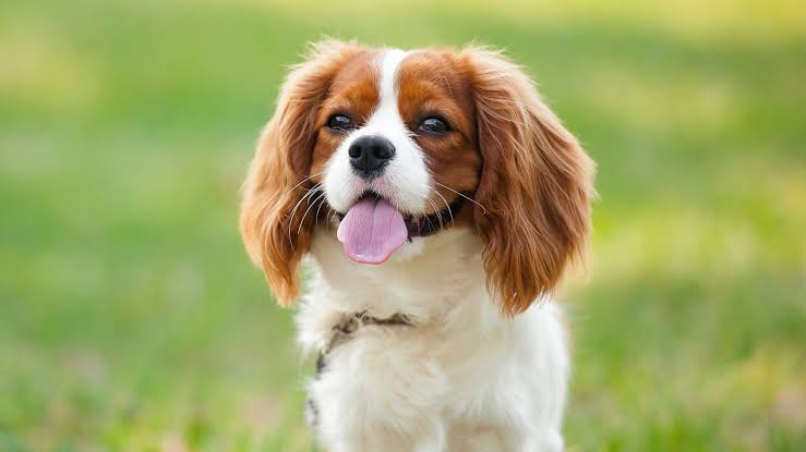 Are Cavalier King Charles Spaniels Hypoallergenic Dogs? No, Here's Why