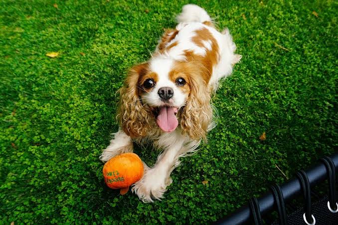 Cavalier King Charles Spaniel playing with ball