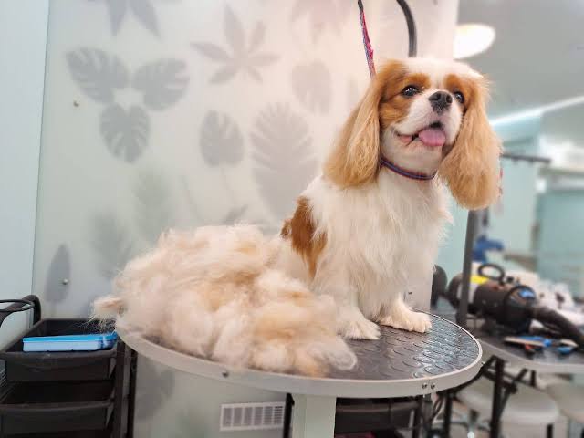 Cavalier King Charles Spaniel being groomed