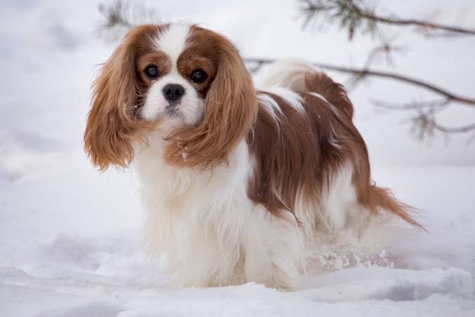 Cavalier King Charles Spaniel in winter setting