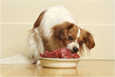 Cavalier King Charles Spaniel eating