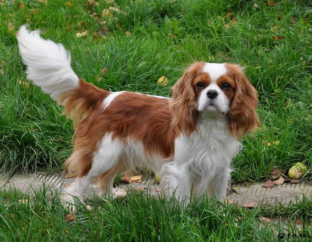 Cavalier King Charles Spaniel full body on grass