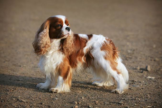Cavalier King Charles Spaniel beach portrait with windy ears