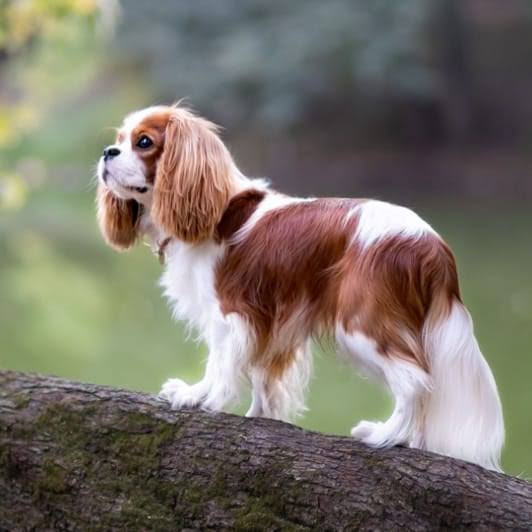 Cavalier King Charles Spaniel standing on log profile view