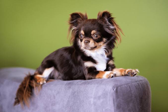 Chihuahua lounging on sofa