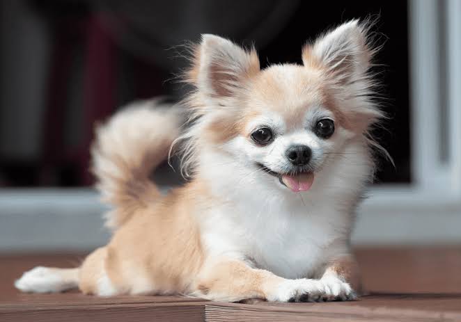 Happy Chihuahua with big smile