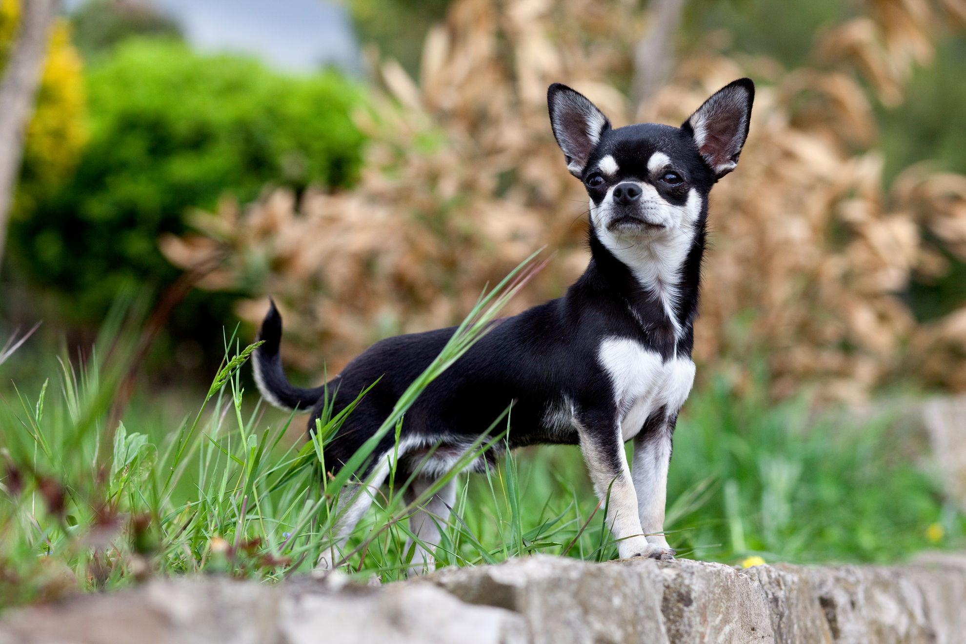 Chihuahua sitting on stone surface