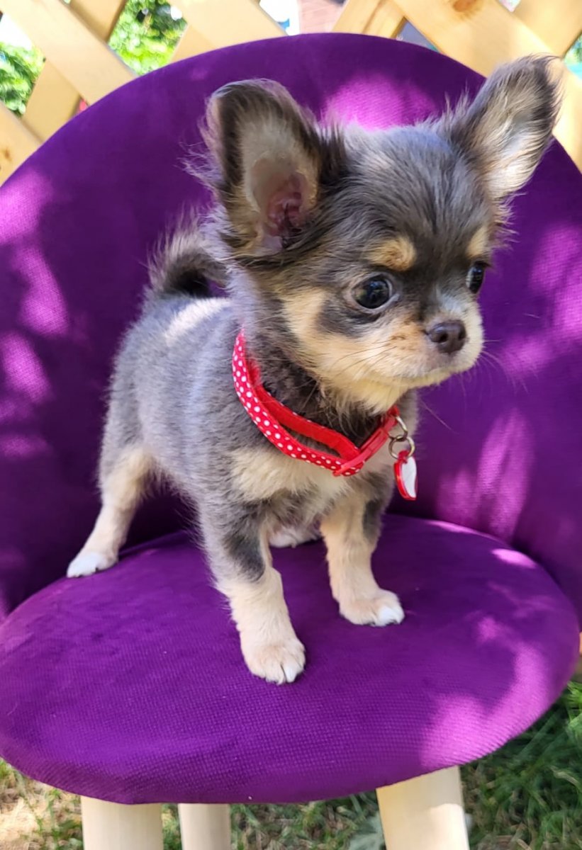 Adorable Chihuahua puppy