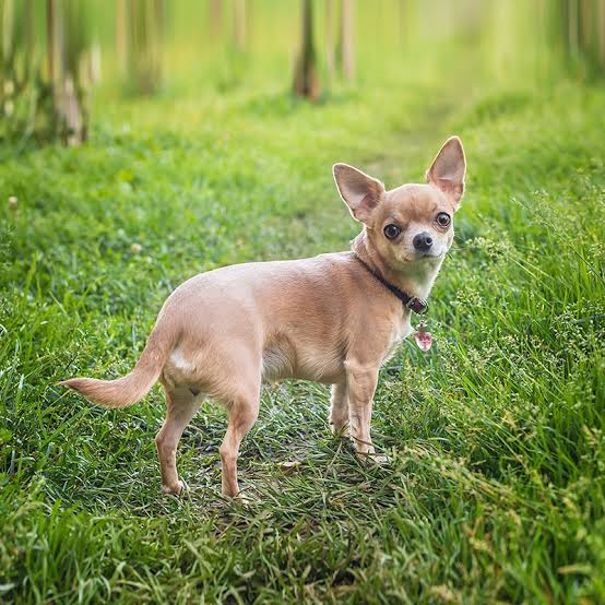 Chihuahua exploring green forest