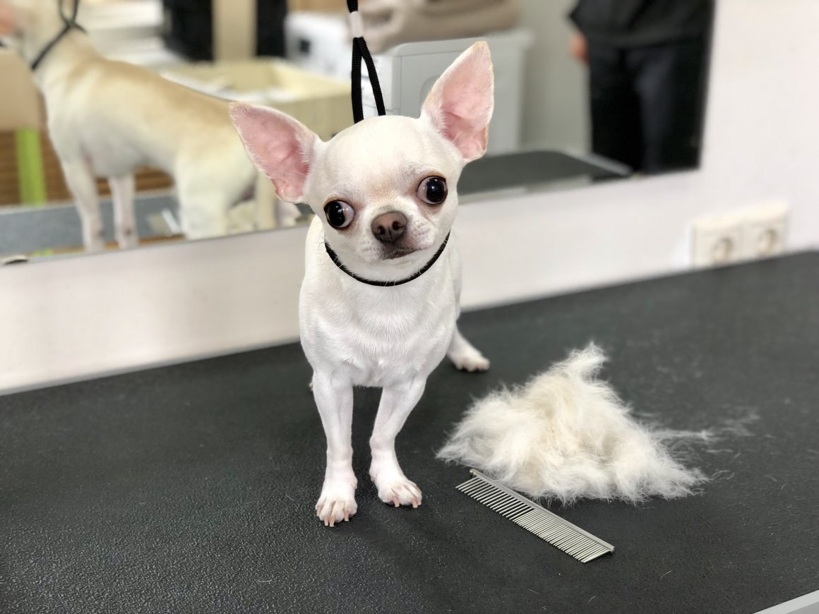 Chihuahua being groomed