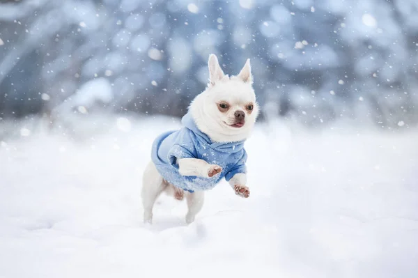 Chihuahua in winter clothing