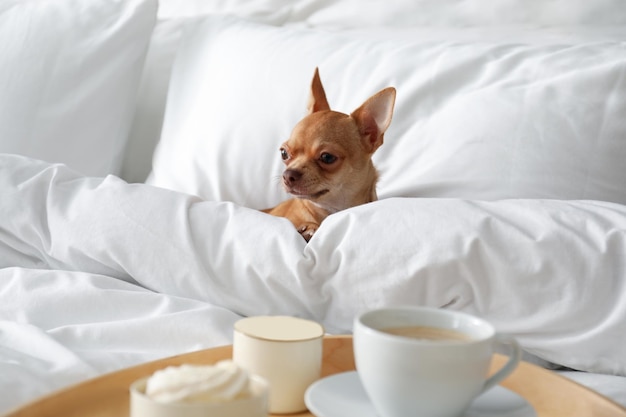 Chihuahua relaxing in bed