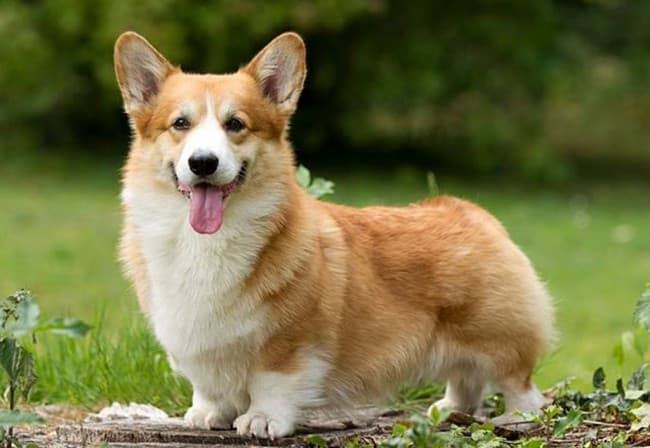 Are Corgis Hypoallergenic Dogs? No, Here's Why