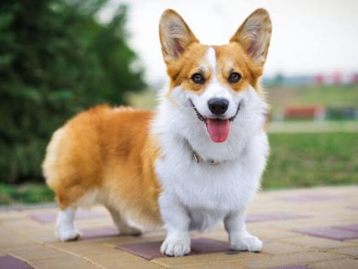 Corgi outdoors looking at camera