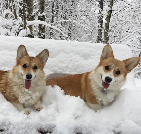 Two Corgis in snow