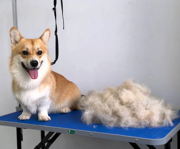 Corgi being groomed