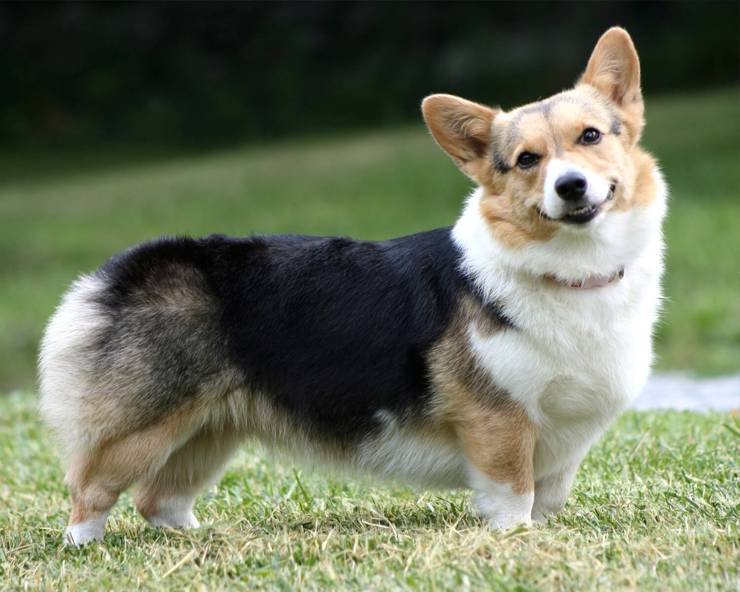 Corgi sitting on grass