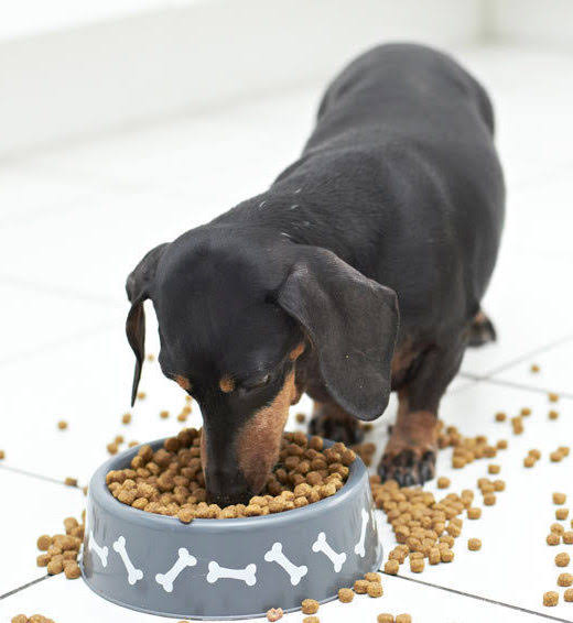 Dachshund eating