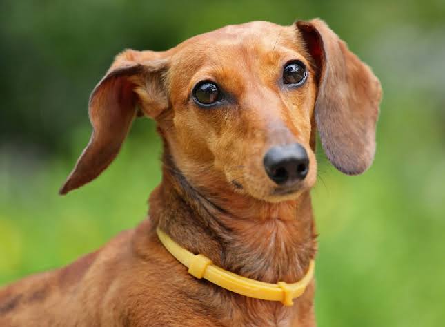 Close-up of Dachshund face