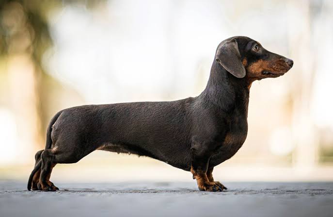 Front view of Dachshund