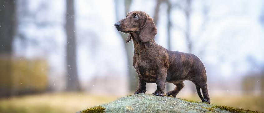 Dachshund sitting on stone