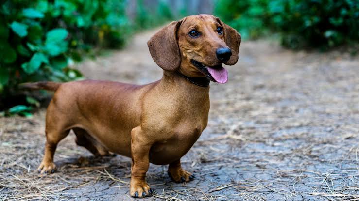 Happy Dachshund smiling