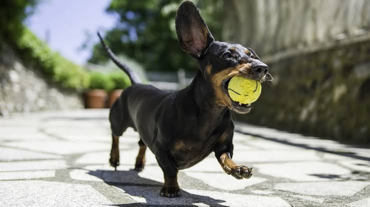 Dachshund playing with ball