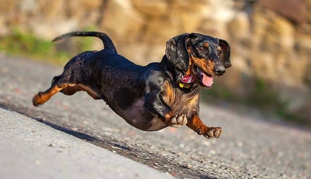 Dachshund running outdoors