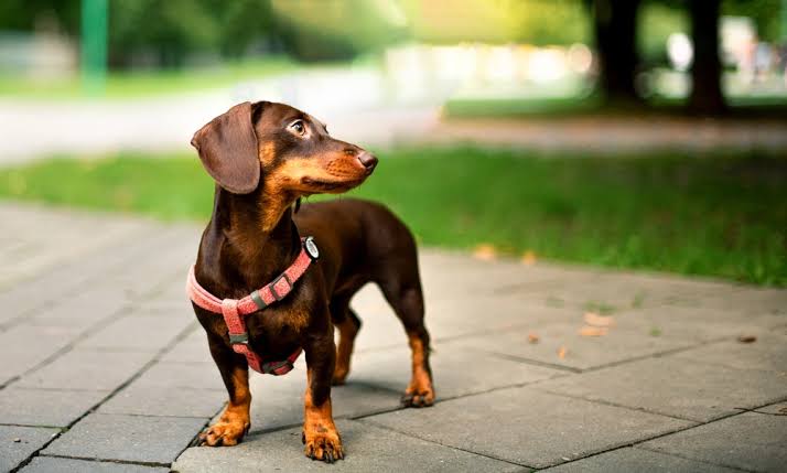 Dachshund in sunshine