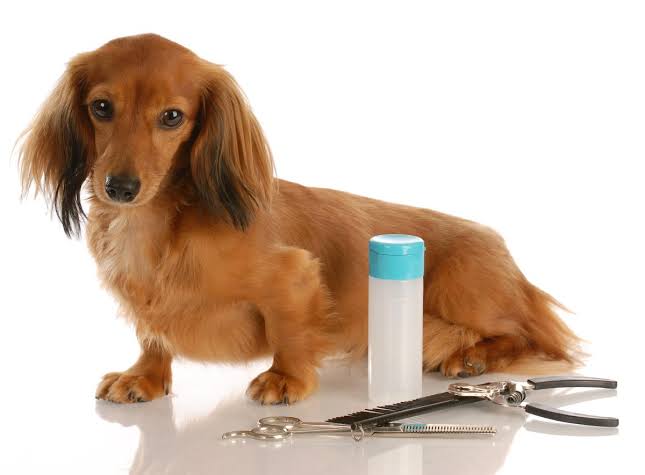 Dachshund being groomed