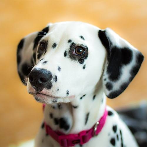 Dalmatian face close up