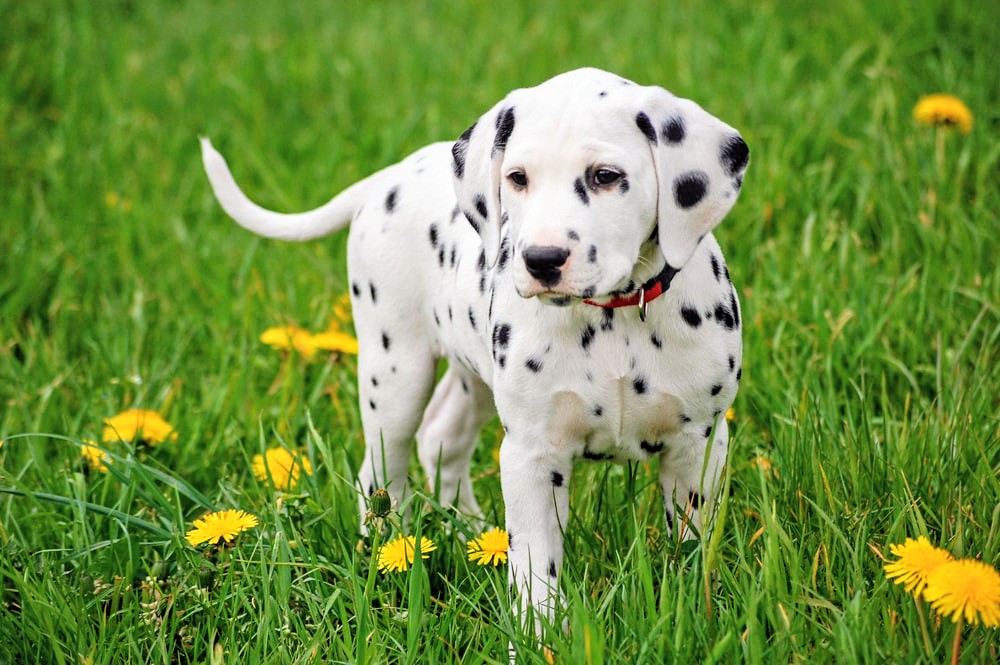 Dalmatian puppy on grass