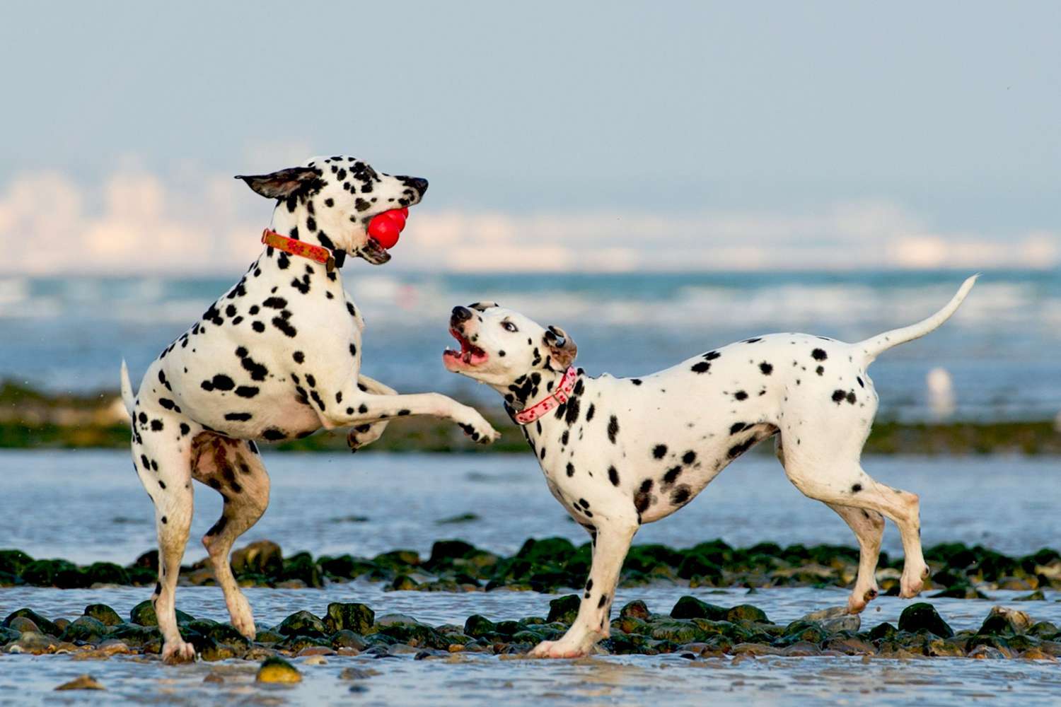 Two Dalmatians playing on beach