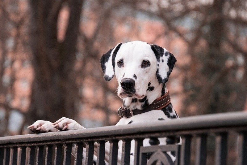 Dalmatian face close up
