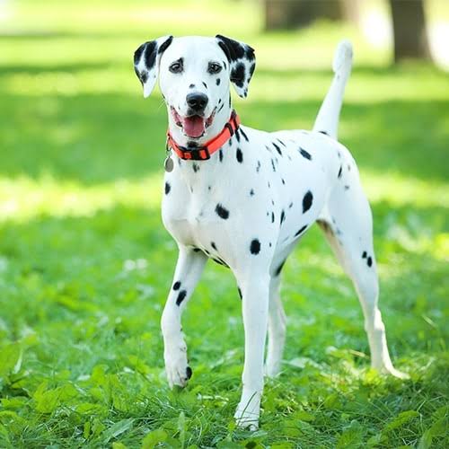 Dalmatian in summer grass