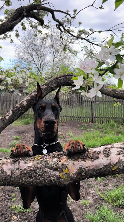 Doberman under apple tree in spring