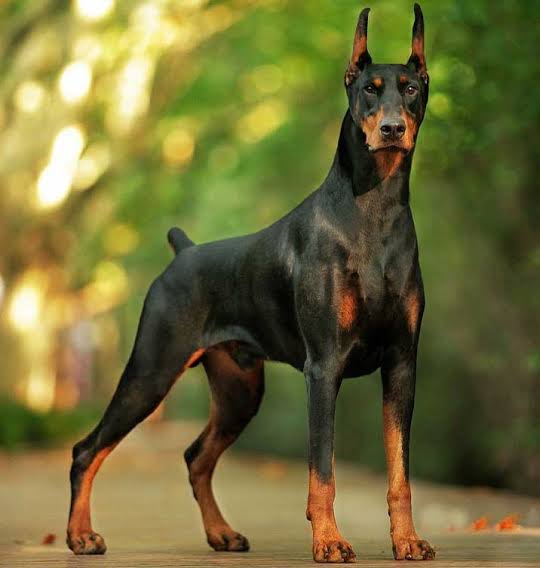 Are Dobermans Hypoallergenic Dogs? No, Here's Why