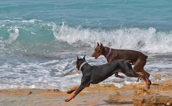 Two Dobermans running on beach