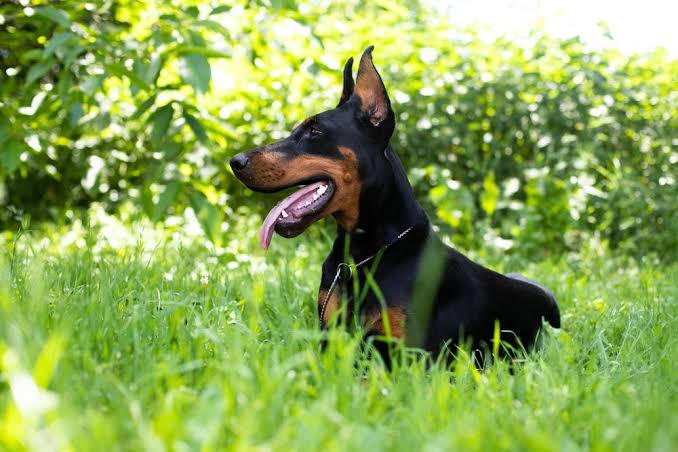 Doberman laying on grass