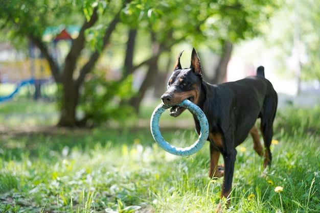 Doberman playing with toy