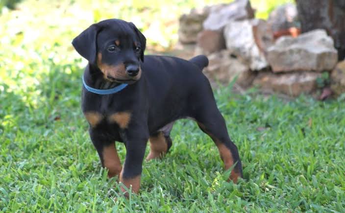 Doberman puppy